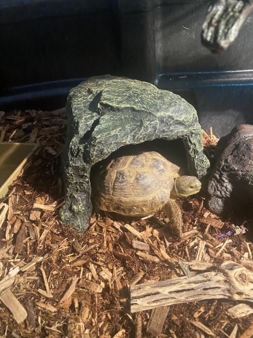 Russian shops tortoise prices