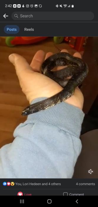 Mexican Black Kingsnake Snake Owner Pullover Hoodie for Sale by JRRTs