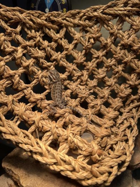 Normal Bearded Dragons