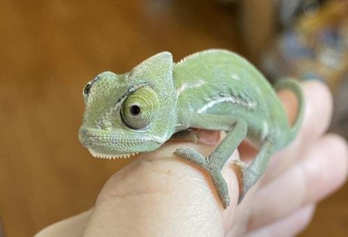 Veiled Chameleons