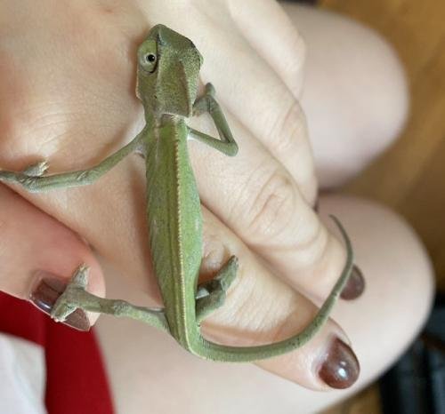 Veiled Chameleons