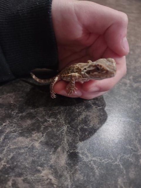 Normal Bearded Dragons
