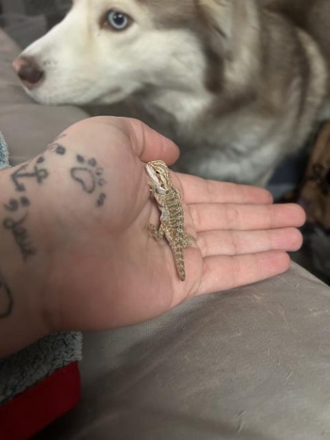Normal Bearded Dragons