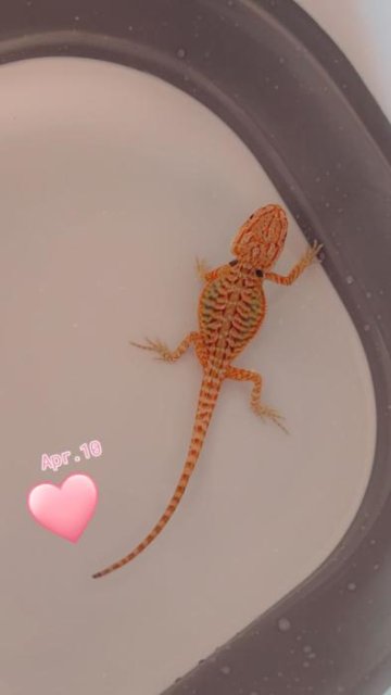 Hypo Leatherback Bearded Dragons