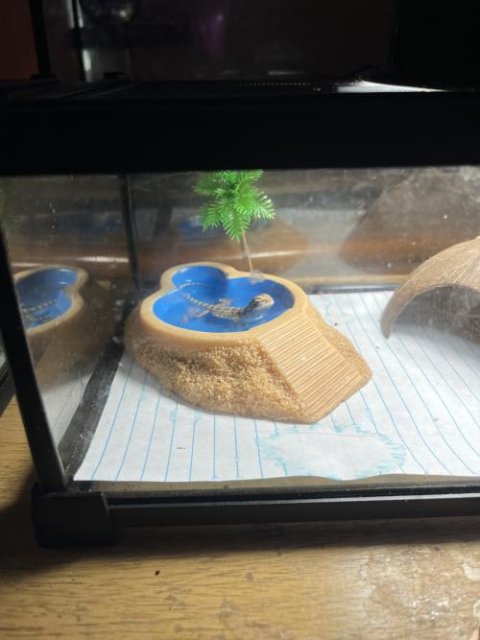Normal Bearded Dragons