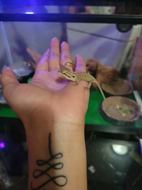 Red Leatherback Bearded Dragons