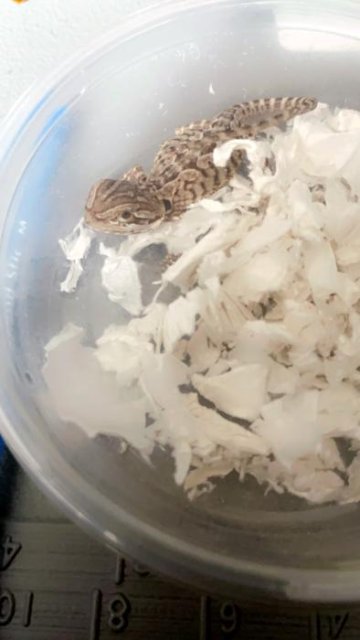 Normal Bearded Dragons