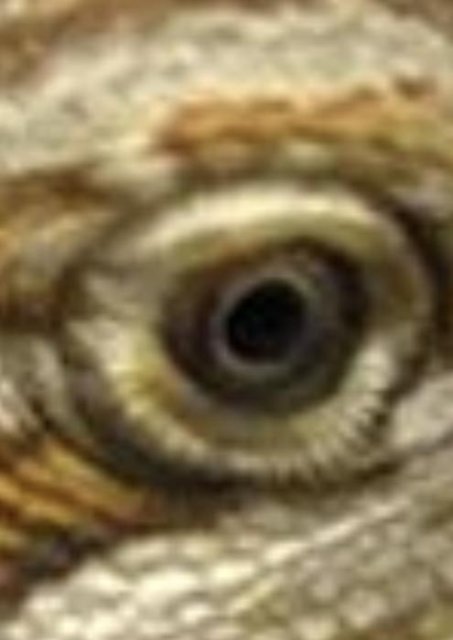 Normal Bearded Dragons