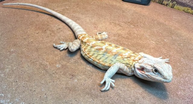 Hypo Leatherback Bearded Dragons
