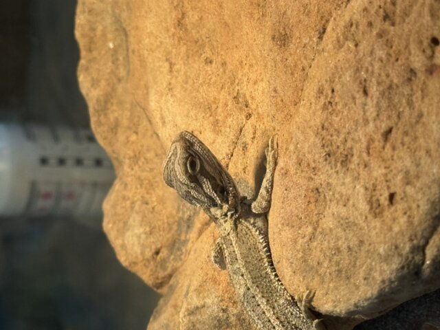 Normal Bearded Dragons
