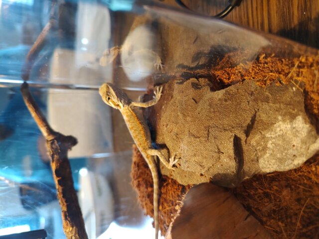 Normal Bearded Dragons
