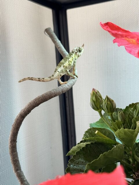 Rainbow Jackson Chameleons for Sale | Horned Chameleon Variety
