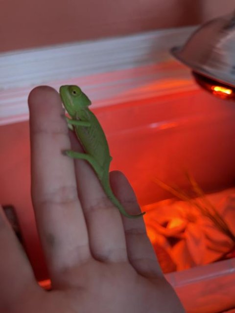Veiled Chameleons