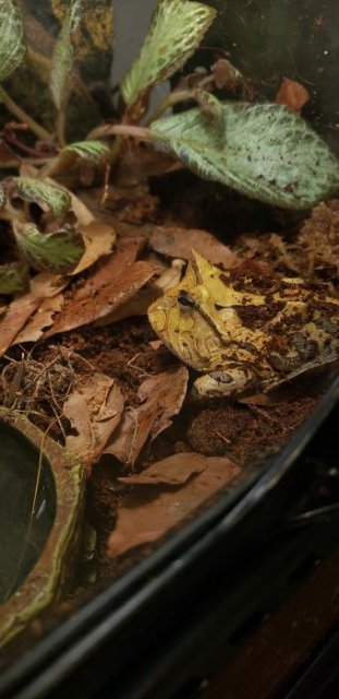Brown Suriname Horned Frog