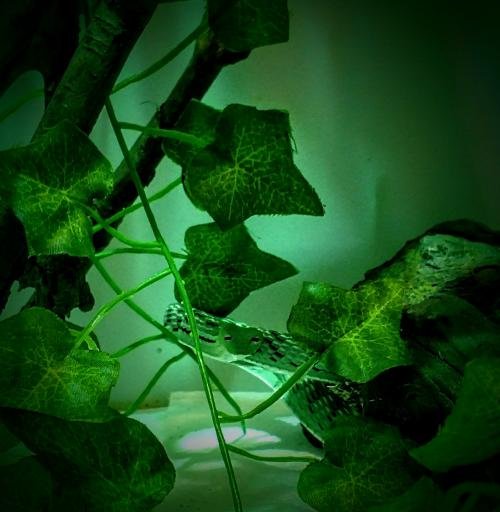 Asian Vine Snakes
