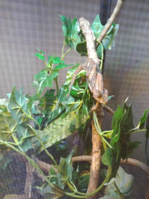 Veiled Chameleons