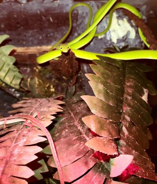 Asian Vine Snakes