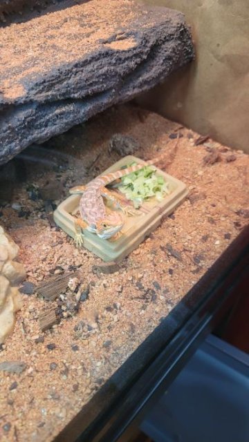 Red Leatherback Bearded Dragons