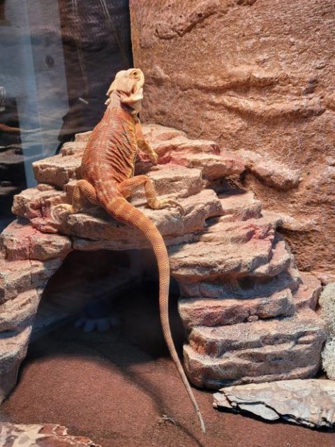 Red Leatherback Bearded Dragons