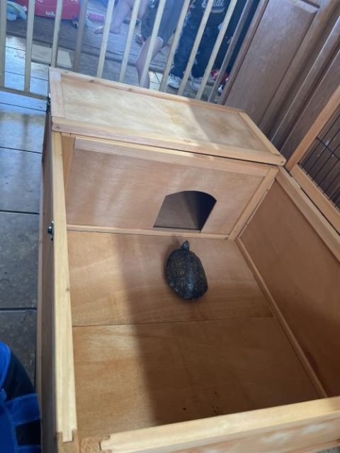 Wood Turtles