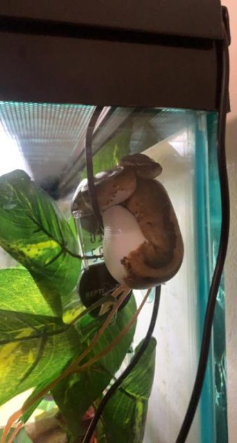 SPECIAL SALE Pied Ball Pythons Medium White