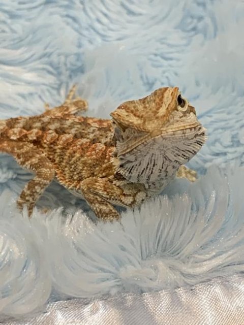 Red Leatherback Bearded Dragons