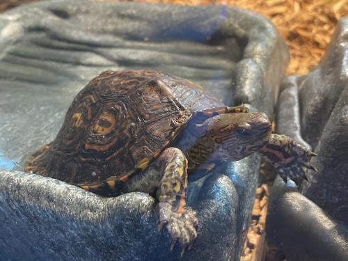 Wood Turtles