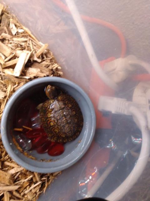 Wood Turtles