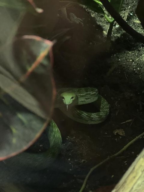 Asian Vine Snakes