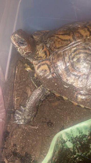 Wood Turtles
