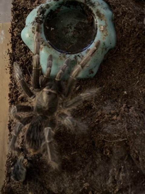 Stripe Knee Tarantulas