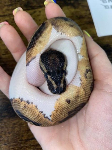 SPECIAL SALE Pied Ball Pythons Medium White