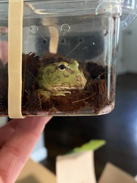 List of Unusual Pacman Frogs Big Apple Herp