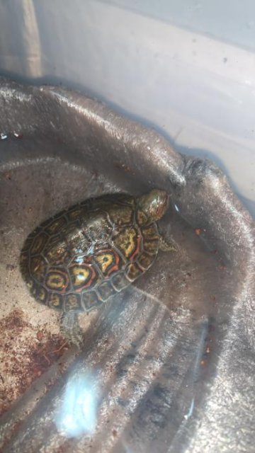 Wood Turtles