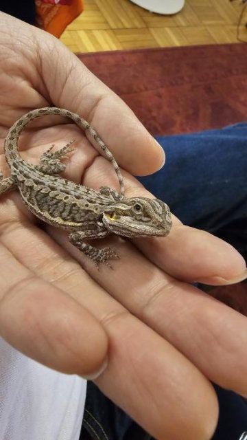 Normal Bearded Dragons