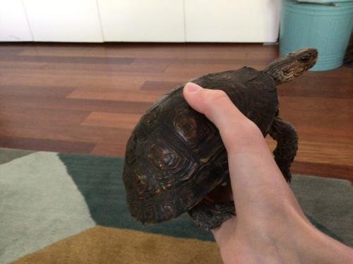 Wood Turtles