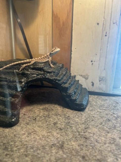 Normal Bearded Dragons