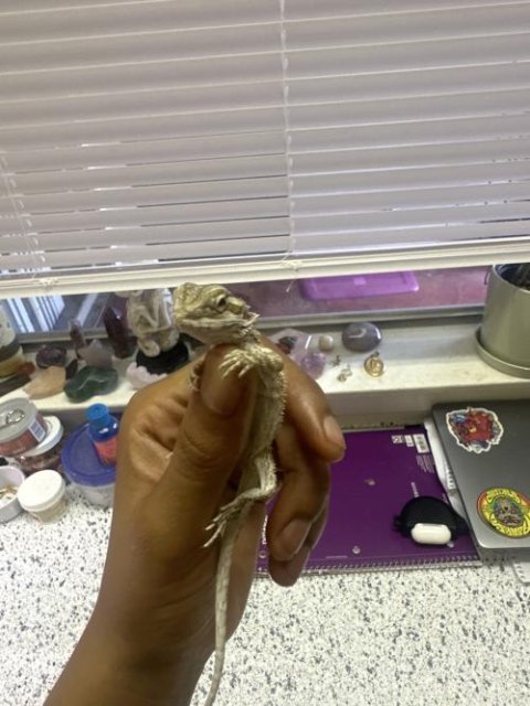 Normal Bearded Dragons