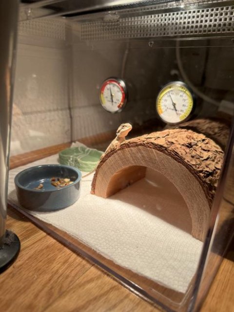Normal Bearded Dragons