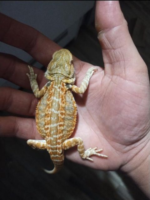 Red Leatherback Bearded Dragons