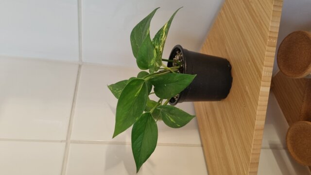 Pothos, foto enviada por la clienta