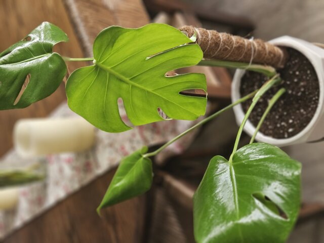 Monstera Deliciosa, foto enviada por la clienta