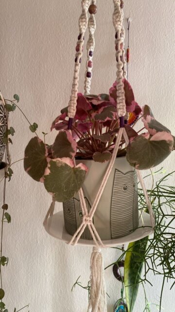 Saxifraga Pink, foto enviada por la clienta