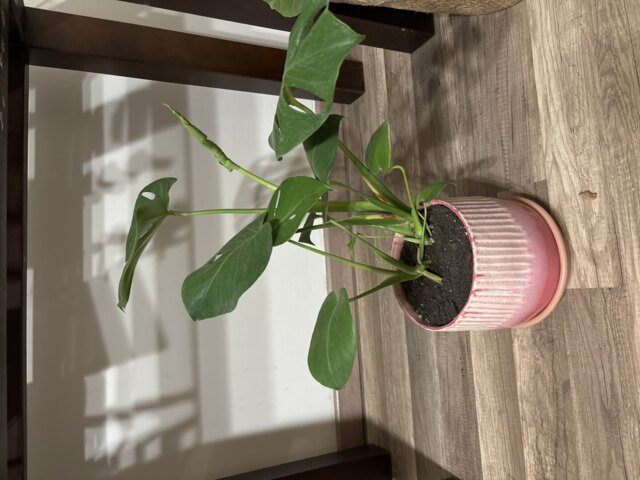 Monstera Deliciosa, foto enviada por la clienta