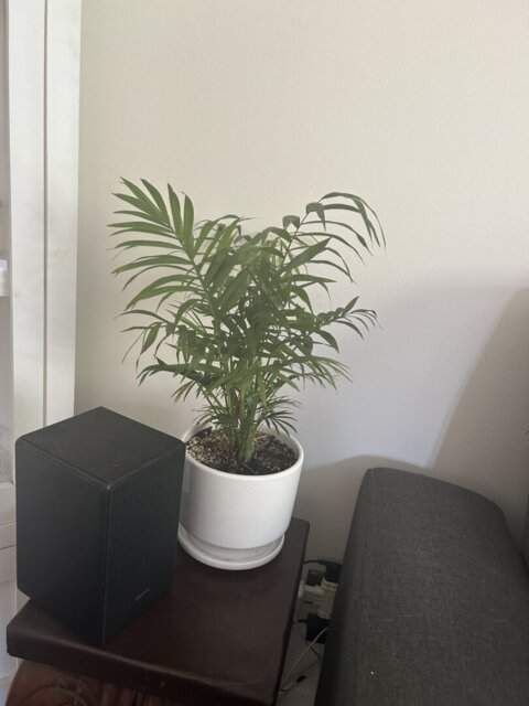 Chamaedorea Elegans, foto enviada por la clienta