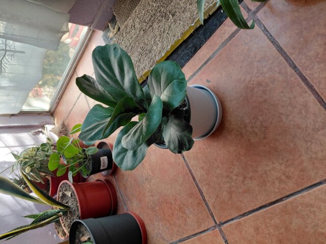 Ficus Lyrata Bambino, foto enviada por la clienta