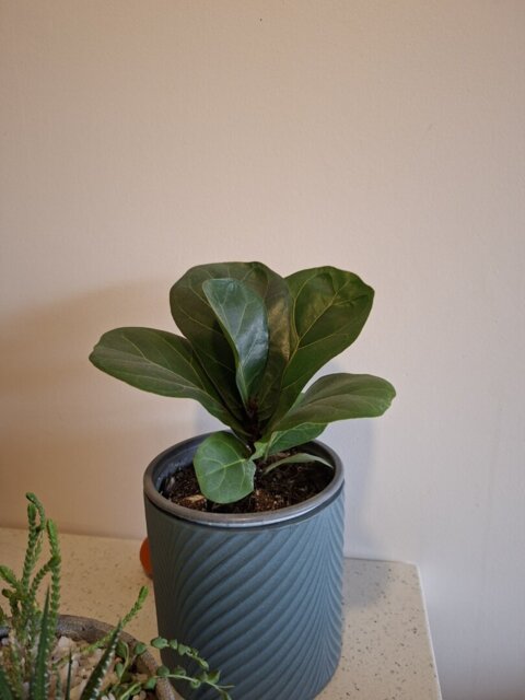Ficus Lyrata Bambino, foto enviada por la clienta