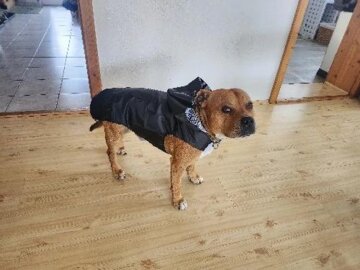 Imperméable chien |  Raincoat review