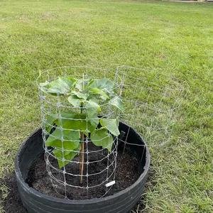 Catalpa Tree 'Super Seedling'  | Southern Catalpa Tree| Cigar Tree review