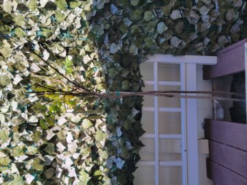 Blue Chinese Wisteria Tree review